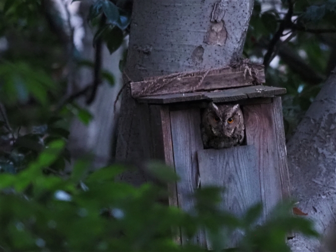 IIRmnYN,Collared Scops Owl